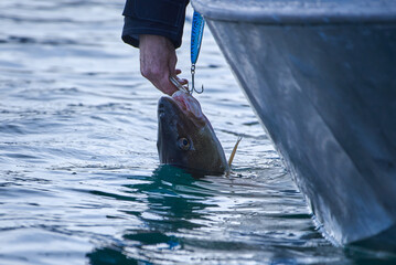 A sports fisherman releases unharmed Atlantic cod back to Barents Sea by taking off hooks with pliers on summer evening in Finnmark, Norway.
