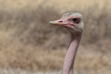 Close up of the pink neck and head of a male ostrich.