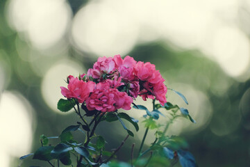 Pink roses on bush plant with bokeh blurred background for Mothers day holiday.