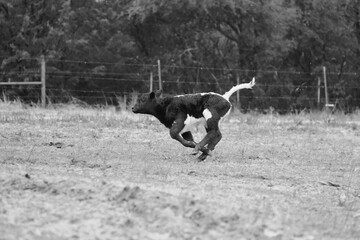 Baby cow running through Texas field with energy during winter rain weather outdoors on farm.