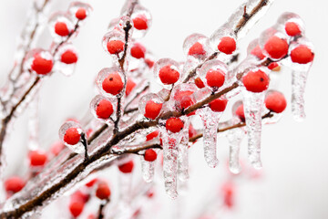 Close up of red winter berries covered in ice with a thin depth of field