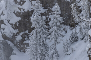 Scenic Winter Landscape in Yellowstone National Park Wyoming