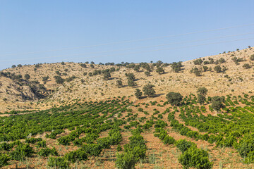 View of vineyards near Shiraz, Iran