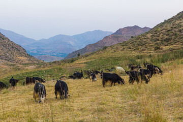 Herd of goats in Zagros mountains, Iran