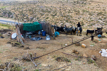 Goats in a nomad camp in Zagros mountains, Iran - obrazy, fototapety, plakaty