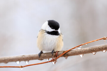 Obraz na płótnie Canvas Close up of a black capped chickadee perched on a branch with frozen water droplets