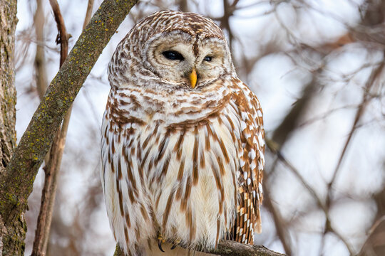 Close up portrait of a barred owl perched on a branch with eyes open