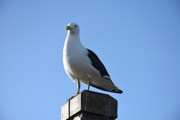 Ave gabiota posando en un poste Gabiota bird posing on a post