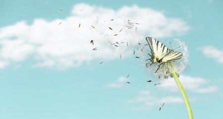 Beautiful dandelion seeds and wild butterfly