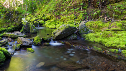 Fototapeta na wymiar Bright green mosses along a small forest stream.