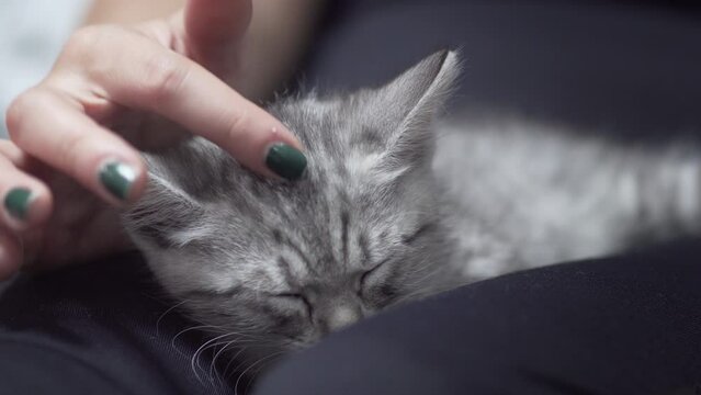 Cute little kitten sleeps in its owner's lap enjoying and purring, owner petting the cat