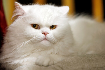 Close up of a white fluffy male cat resting on a chair cushion and looking in the camera