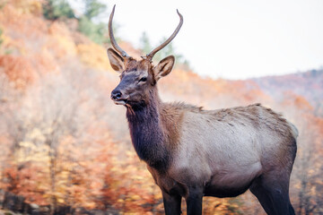 A young elk isolated against a fall foliage background autumn scene
