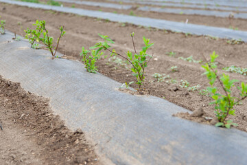 Growing haskap berries