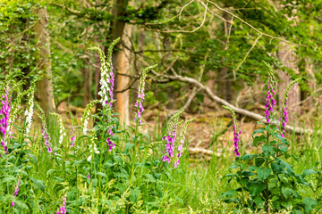 Beautiful thimble forest flowers at a sunny day in summer in the so called Mönchbruch natural reserve.