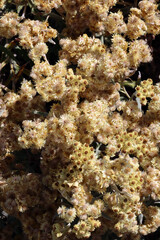 Schwefellicht (Helichrysum thianschanicum) - Strohblume