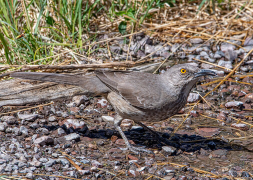 Curve-billed Thrasher Drinking from a Puddle