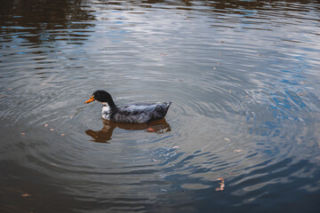 white ducks and a dark one are next to each other on the shore of a lake. ducks swimming in group