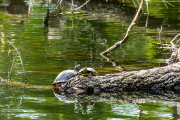 Turtles standing on a tree in a pond at the nature reserve Mönchbruch next to Frankfurt, Germany at a sunny day in spring.