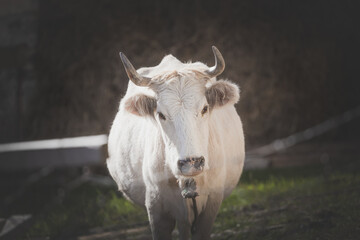 white cow front view