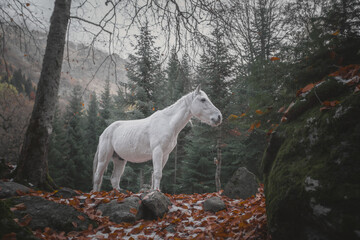 Obraz na płótnie Canvas white horse in autumn mountains