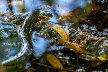 A grass snake swimming in a dirty pond at a sunny day in spring.