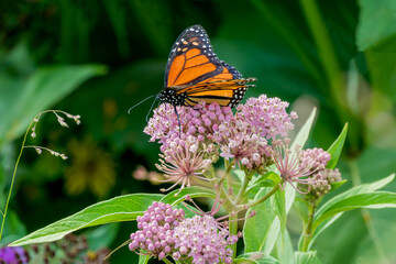 Monarch Butterfly On Milkweed Plant In The Native Plant Garden