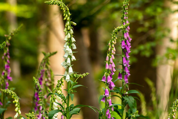 Beautiful thimble forest flowers at a sunny day in summer in the so called Mönchbruch natural reserve.