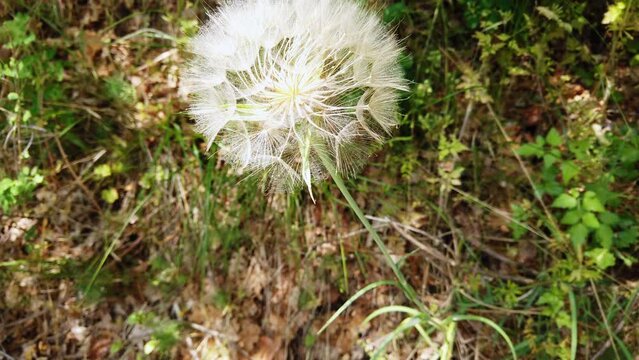 Blowball in the summer forest, common dandalion (taraxacum officinale) with seeds, closeup