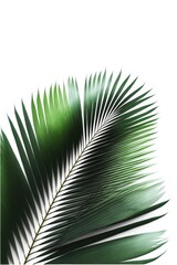 Palm fronds on a white background illustration made with Generative AI