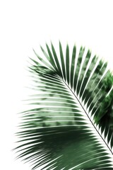 Fototapeta premium Palm fronds on a white background illustration made with Generative AI