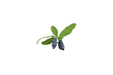 Honeysuckle berry fruit