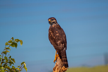 Young hawk watching for game on a branch