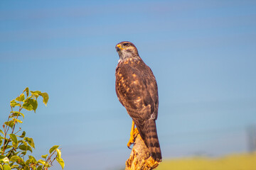 Young hawk watching for game on a branch