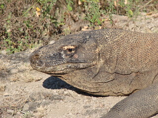Monitor lizard. Komodo Dragon A species of lizards from the monitor lizard family. The species is distributed on the Indonesian islands.