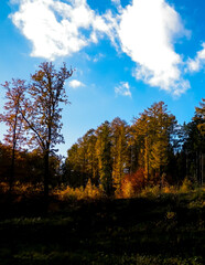 Obraz premium Beautiful Polish golden autumn.