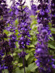 Purple flowers in the garden