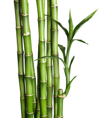 Bamboo - obrazy, fototapety, plakaty