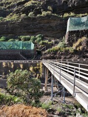 Obraz premium Holzbrücke zwischen Bananenplantagen auf La Palma