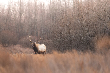 Elk in Southwestern Virginia. © Aaron Lee