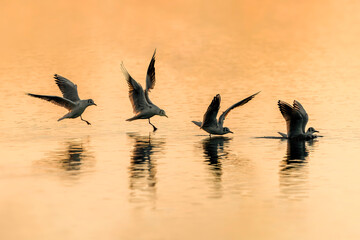 Seagull sequence photograph landing in the water
