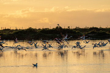 Flock of flamingo's going into the sky from the water in sunset