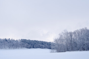 寒い冬の雪に覆われた野の霜で白くなった針葉樹の森。