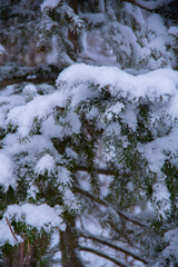 冬の森の雪を被った針葉樹のクローズアップ。
