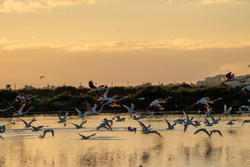 Fototapeta premium Flock of flamingo's going into the sky from the water in sunset