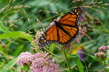Monarch Butterfly On Milkweed Plant In The Native Plant Garden