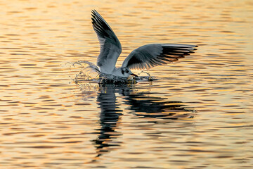 seagull landing in the water during sunset beautiful orange light