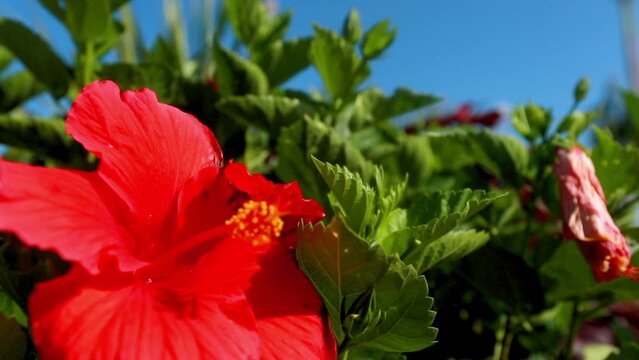 Bright Red Hibiscus Flower On Plant During Sunny Day - Berry Islands, The Bahamas