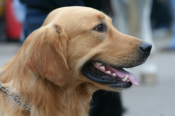 Portrait of a golden retriever at a dog show