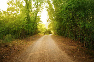 A dirt road crosses a green landscape with trees and abundant vegetation in the field
